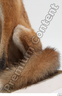 Fox  2 leg tail 0001.jpg